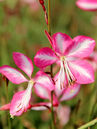 Gaura lindheimeri 'Rosy Jane'