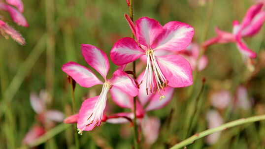 Gaura lindheimeri 'Rosy Jane'