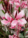 Gaura lindheimeri 'Siskiyou Pink'