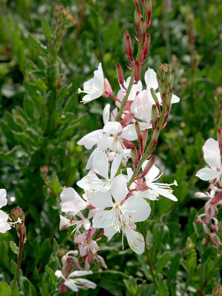 Prachtkerze  Gaura lindheimeri | Hauenstein AG