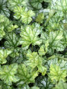 Heuchera 'Mint Frost'  Foto © Günter Diekmann
