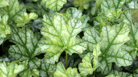 Heuchera 'Mint Frost' Foto © Günter Diekmann