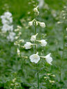 Delphinium belladonna 'Casa Blanca'