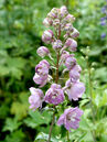Delphinium pacific 'Astolat'