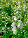 Delphinium pacific 'Galahad'
