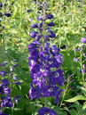 Delphinium pacific 'King Arthur'