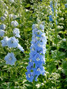 Delphinium pacific 'Summer Skies'