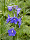 Delphinium belladonna 'Atlantis'