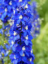 Delphinium elatum 'Lanzenträger'  Foto © PlantaPro
