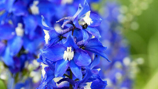 Delphinium elatum 'Lanzenträger' Foto © PlantaPro