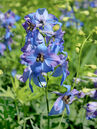 Delphinium elatum 'Ouvertüre'