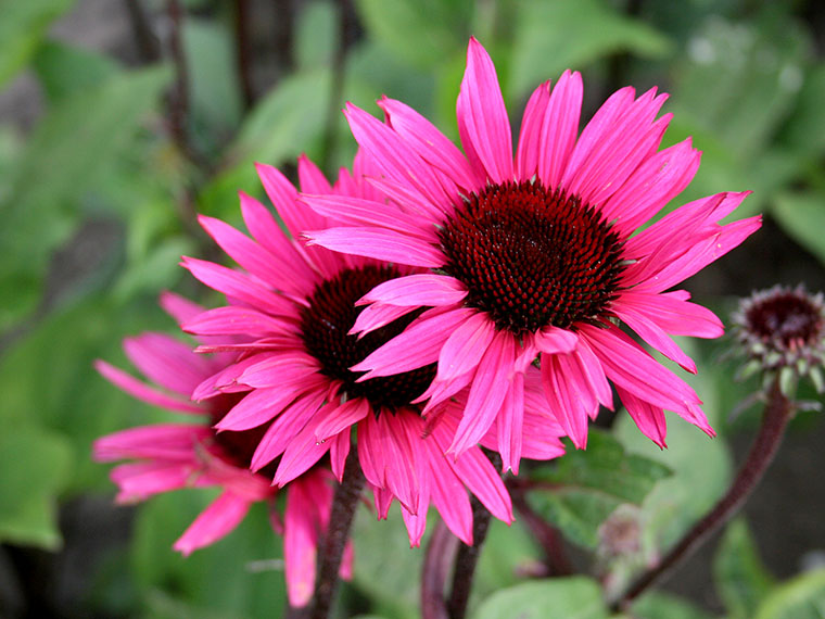 Roter Sonnenhut – Echinacea purpurea | Hauenstein AG