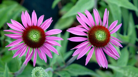 Echinacea purpurea 'Green Eyes'