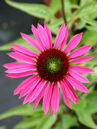 Echinacea purpurea 'Green Eyes'