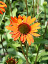 Echinacea purpurea 'Tiki Torch'