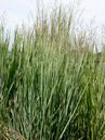 Panicum virgatum 'Cardinal'