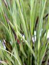 Panicum virgatum 'Heiliger Hain'