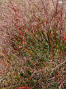 Panicum virgatum 'Squaw'