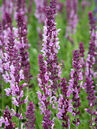 Salvia Nemorosa Rose Queen
