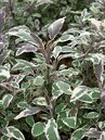 Salvia officinalis Tricolor