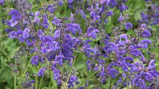 Der Wiesensalbei (Salvia pratensis) eignet sich am besten für eine Ansiedlung in Blumenwiesen und gehört ins Arrangement eines Wiesenblumenstrausses.