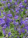 Der Wiesensalbei (Salvia pratensis) eignet sich am besten für eine Ansiedlung in Blumenwiesen und gehört ins Arrangement eines Wiesenblumenstrausses.