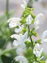 Salvia pratensis Swan Lake