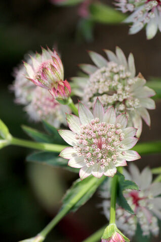 Astrantia major