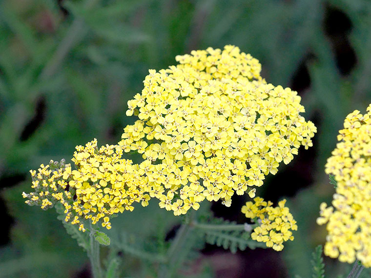 Schafgarbe  Achillea | Hauenstein AG