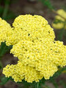 Achillea filipendulina 'Hella Glashoff' Foto © PlantaPro