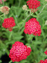 Achillea millefolium 'Paprika'