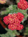 Achillea millefolium 'Red Velvet'