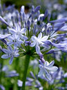 Agapanthus 'Dr. Brouwer'