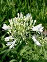 Agapanthus 'Polar Ice'