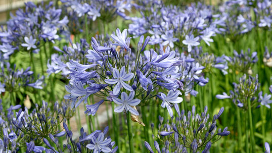 Je nach Art und Sorte kann die Farbe der Blüte zwischen verschiedenen Blau-, Violett- oder Weisstönen variieren. 
