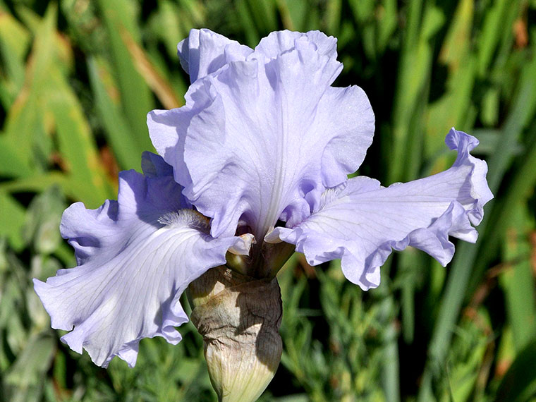 @// ◕‿◕ \\@ Iris germanica Schwertlilie / Bartiris " White " Liefertermin 