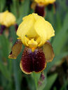 Iris barbata-elatior 'Accent'
