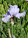 Iris barbata-elatior 'Silverado'  Foto © PlantaPro