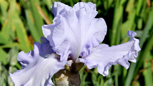 Iris barbata-elatior 'Silverado' Foto © PlantaPro