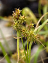 Carex flava Foto © PlantaPro