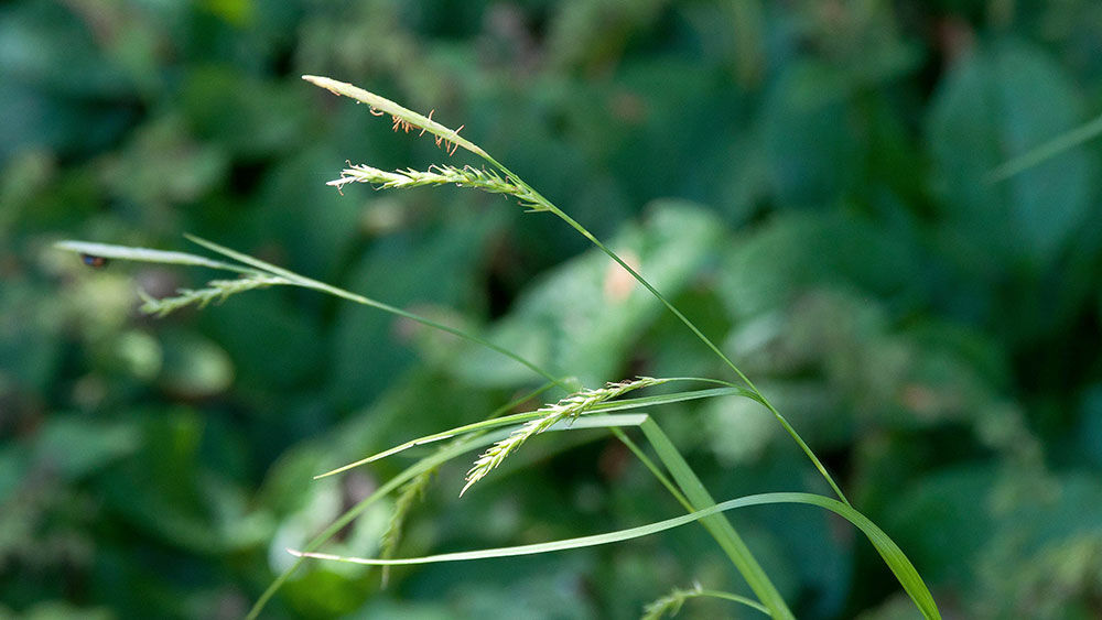 Segge  Carex | Hauenstein AG