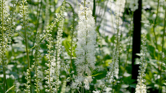 Die weissen, creme- oder rosafarbenen Blütenkerzen wiegen sich auf langen, schmalen Stängeln.
