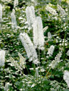 Actaea simplex 'White Pearl'