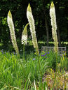 Eremurus himalaicus Foto © PlantaPro