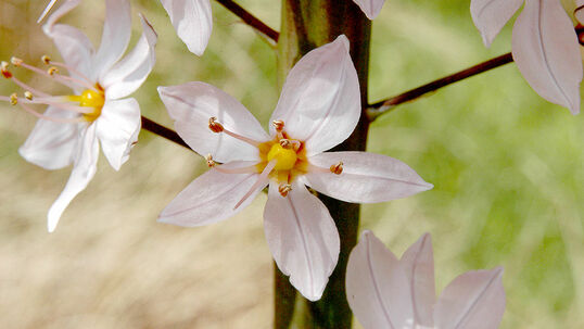 Zur Blütezeit im Mai bis Juli (artenabhängig) begeistern uns die imposanten Steppenkerzen. Foto © PlantaPro