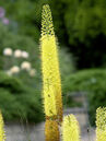 Eremurus stenophyllus  Foto © PlantaPro