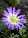 Anemone blanda 'Violet Star'  Foto © PlantaPro