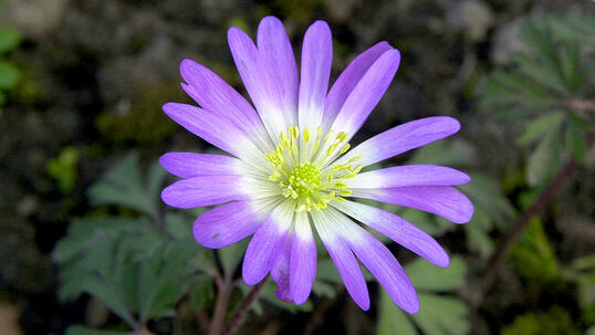 Anemone blanda 'Violet Star' Foto © PlantaPro