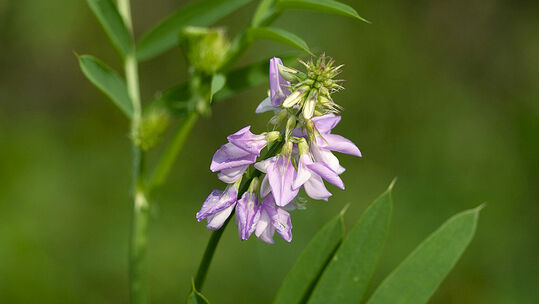 Im Spätsommer (Juni bis September) öffnen sich blau-violette und weisse Blüten. Foto © Fotolia