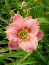 Hemerocallis 'Elegant Candy'